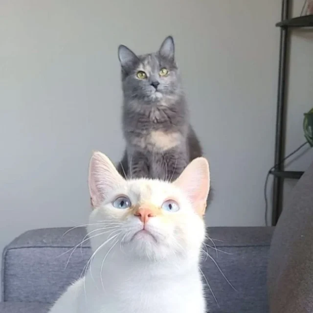 S'mores and Calcifer, the studio cats